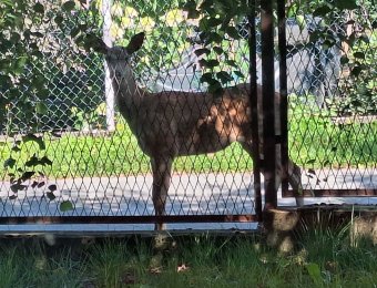 Doe