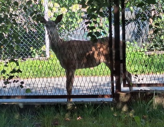 Doe